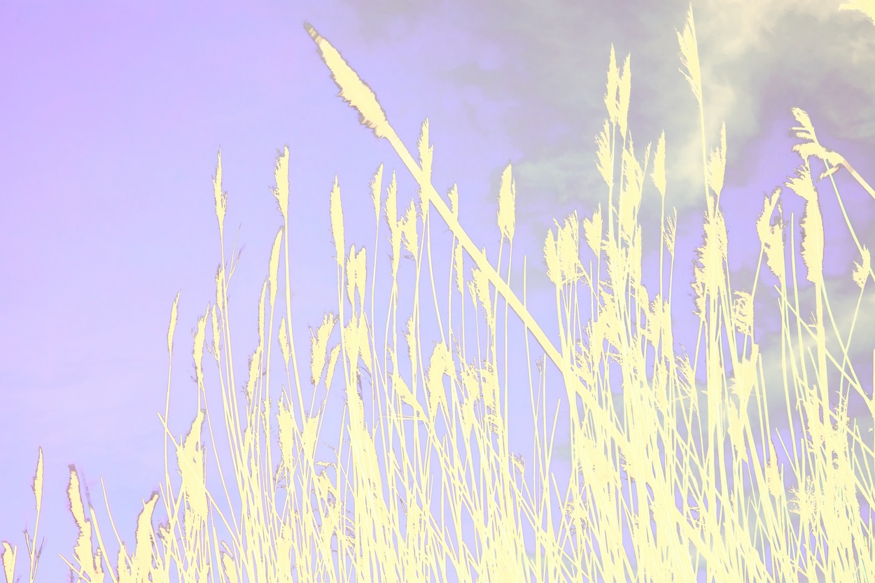 roseaux dans le vent III